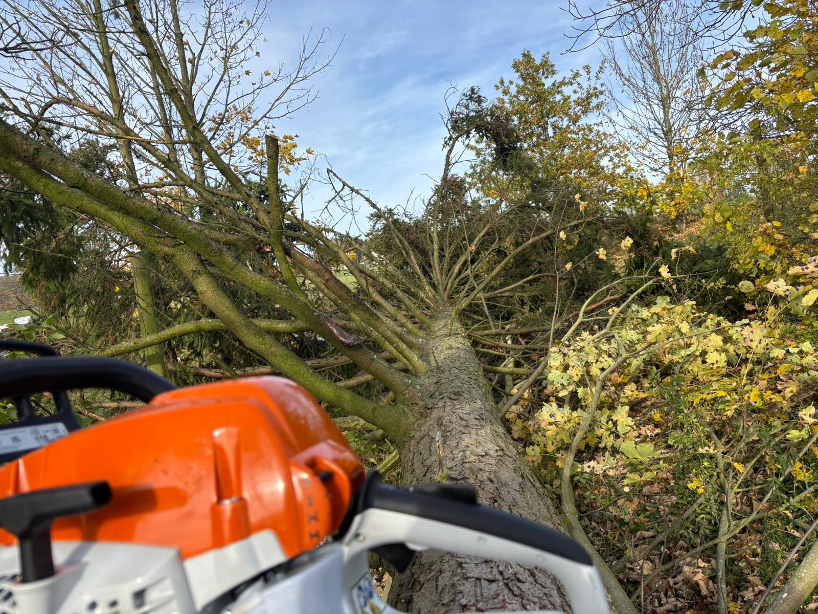 Baumfällung – Hachenburg, Westerwald